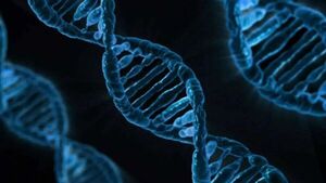 Genomas de 240 especies de mamíferos revelan qué hace único al genoma humano