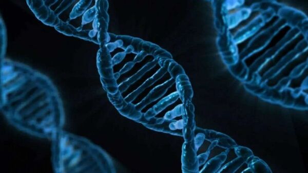 Genomas de 240 especies de mamíferos revelan qué hace único al genoma humano