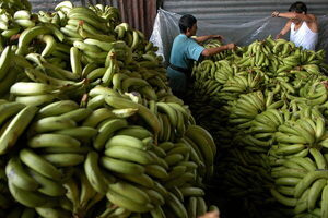 Las exportaciones de banano de Ecuador aumentan 6,01 % en el primer trimeste de 2023 - MarketData
