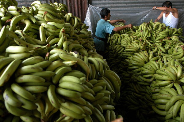 Las exportaciones de banano de Ecuador aumentan 6,01 % en el primer trimeste de 2023 - MarketData