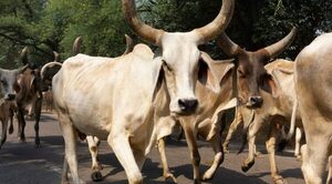 Vaca ‘voladora’ enviste y mata a un anciano que orinaba en las vías del tren