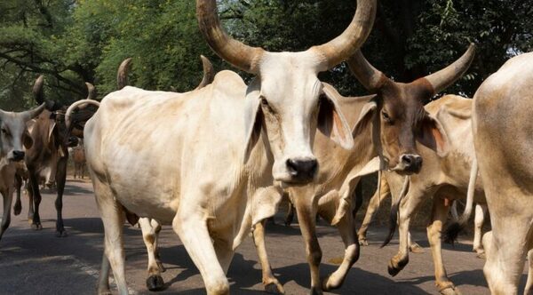 Vaca ‘voladora’ enviste y mata a un anciano que orinaba en las vías del tren