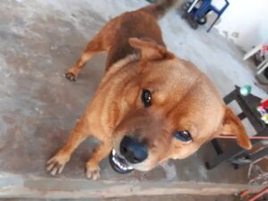 Peligro - Encontrá a tu mascota - ABC Color