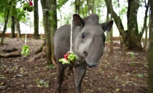 Instan a conservar hábitats del tapir en conmemoración de su día