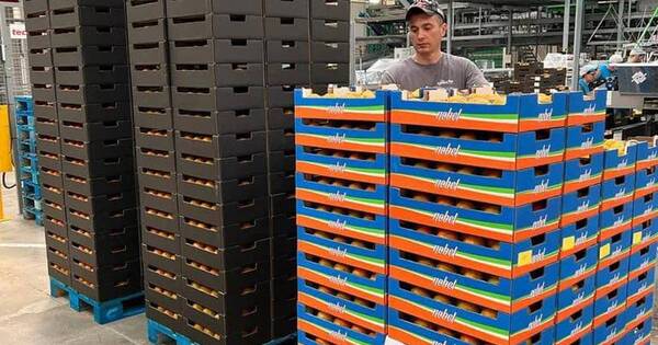 La Nación / Tras exitosa exportación de caqui al mercado europeo, apuntan a Estados Unidos y Canadá