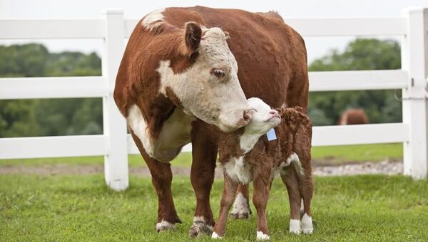 Raza Hereford apunta a potenciar su hato en Paraguay con genética uruguaya de primer nivel