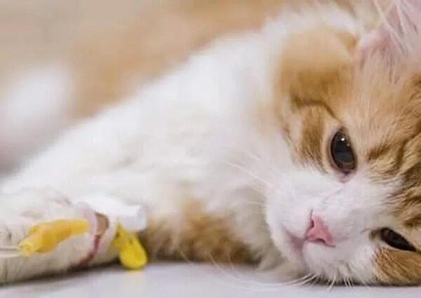 Insuficiencia renal crónica en gatos: Mejor prevenir que curar - Mascotas - ABC Color