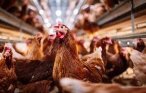 OMS: Gripe aviar se está adaptando a mamíferos - Oasis FM 94.3