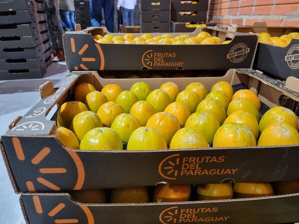 Frutas del Paraguay SA logra exporta 250.000 kilos de caqui al mercado europeo - Revista PLUS