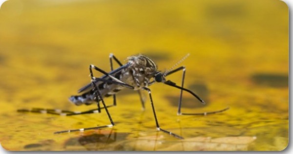 ALERTAN SOBRE RIESGO DE NUEVOS BROTES DE FIEBRE AMARILLA EN LA REGIÓN - Itapúa Noticias