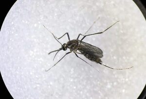 Chikunguña: Salud informó que epidemia se expande fuera del área metropolitana - Nacionales - ABC Color