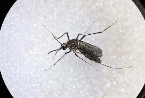 Chikunguña: Salud informó que epidemia se expande fuera del área metropolitana - Nacionales - ABC Color