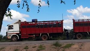 Colorados usan transganado para llegar hasta Fuerte Olimpo