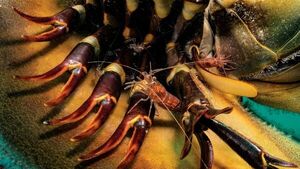 Vida silvestre: Las 21 imágenes más increíbles tomadas en el 2022