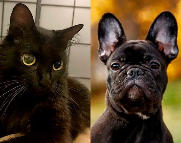 Nini vs. Nino: ¿Cuál será la próxima mascota presidencial? - Mascotas - ABC Color