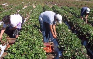 Productores frutihortícolas, con muchas expectativas con el próximo gobierno – Prensa 5