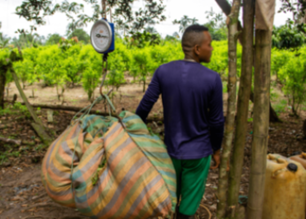 Crisis de mercado de coca en Colombia no impactará tráfico de cocaína