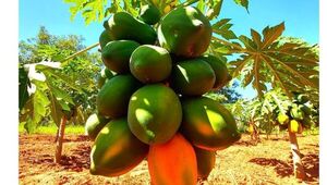 Mamón orgánico: el emprendimiento de un productor de Acahay que apuesta a la agricultura sustentable