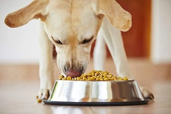 ¿Qué hacer para evitar que tu perrito tenga obesidad? - Mascotas - ABC Color
