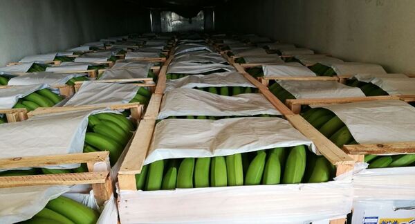 El volumen de exportación de bananas alcanzó el 80% de lo registrado durante el 2022