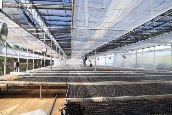 Crece y se fortalece producción de orquídeas en Cordillera