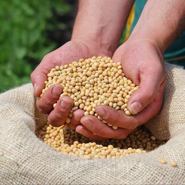 Buenos resultados en el campo dinamizan la economía paraguaya - La Clave