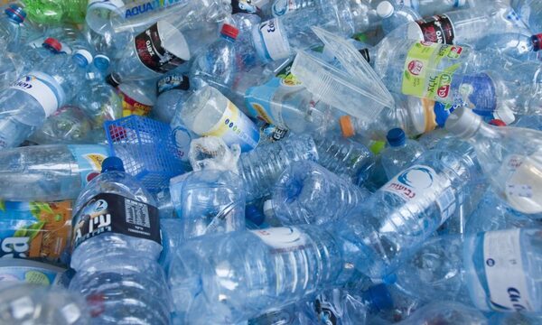 Descubren un hongo que puede descomponer uno de los plásticos más  resistentes del mundo