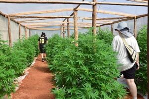 Mamá Cultiva Paraguay hará una sentata frente a Dinavisa - Nacionales - ABC Color
