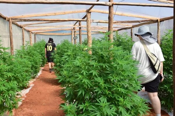 Mamá Cultiva Paraguay hará una sentata frente a Dinavisa - Nacionales - ABC Color
