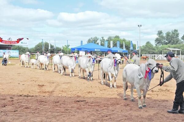 Expo Rodeo Neuland, la plataforma que muestra el potencial del Chaco - Noticias del Chaco - ABC Color