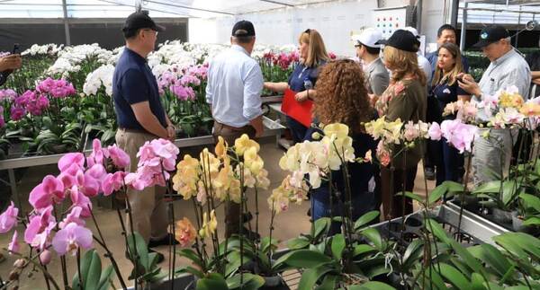 Potenciarán el cultivo de orquídeas de alta calidad en Paraguay