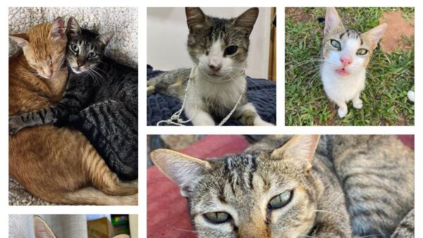 Cat coffee: un lugar para tomar café y acariciar gatos