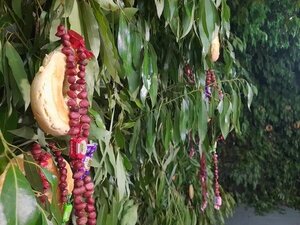Kurusu Ara: la tradición de chipa y rosarios de maní - Radio Imperio