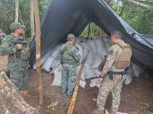 Senad detecta 44 campamentos de producción de marihuana a gran escala en Concepción - .::Agencia IP::.