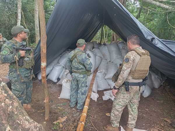 Senad detecta 44 campamentos de producción de marihuana a gran escala en Concepción - .::Agencia IP::.
