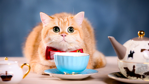 Cat Coffee será la primera cafetería de gatos de Paraguay (donde los michis son anfitriones)