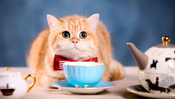 Cat Coffee será la primera cafetería de gatos de Paraguay (donde los michis son anfitriones)