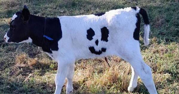 La Nación / ¡Carita feliz!, la vaquita que cautiva con su “sonrisa” en redes