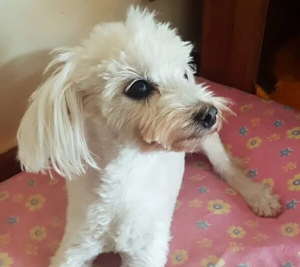 Pelusa - Encontrá a tu mascota - ABC Color