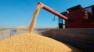 Ucrania confía en exportar su cereal hacia la Unión Europea antes de la próxima cosecha - Revista PLUS