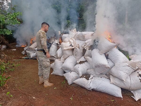 DESMANTELAN CIUDADELA DE 44 CAMPAMENTOS INTERCONECTADOS DE MARIHUANA!! - La Voz del Norte