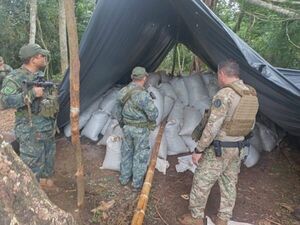 Senad detecta 44 campamentos de producción de marihuana a gran escala en Concepción