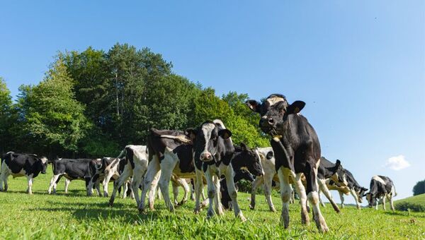 Criadores de Holando invierten en genómica bovina: “Tenemos una genética muy top en Paraguay”