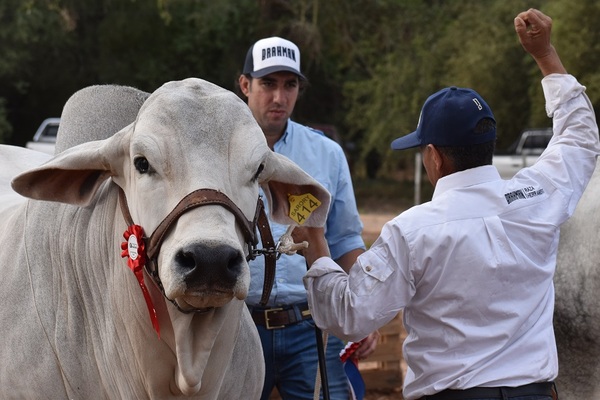 Se viene Expo Rodeo Neuland con más de 400 animales en competencia