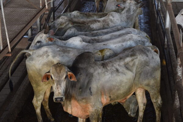 Ganaderos que utilicen Fipronil deberán cumplir un tiempo de espera de 200 días previo a faena