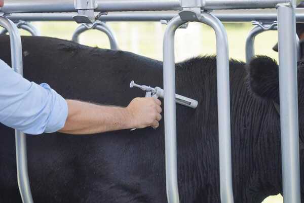 Chile evalúa a futuro exigir a Paraguay que deje de vacunar contra la aftosa para la compra de carne