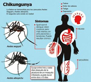 Salud Pública en el Este recomienda atención médica urgente para los casos de chikungunya – Diario TNPRESS