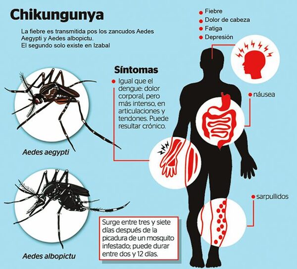Salud Pública en el Este recomienda atención médica urgente para los casos de chikungunya – Diario TNPRESS
