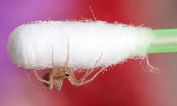 China: Fue al médico por dolor en el oído: descubren una araña viviendo en su interior - OviedoPress