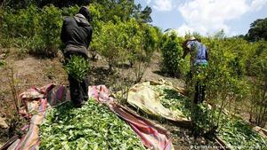 Corrigiendo un error histórico: la prohibición internacional de la hoja de coca